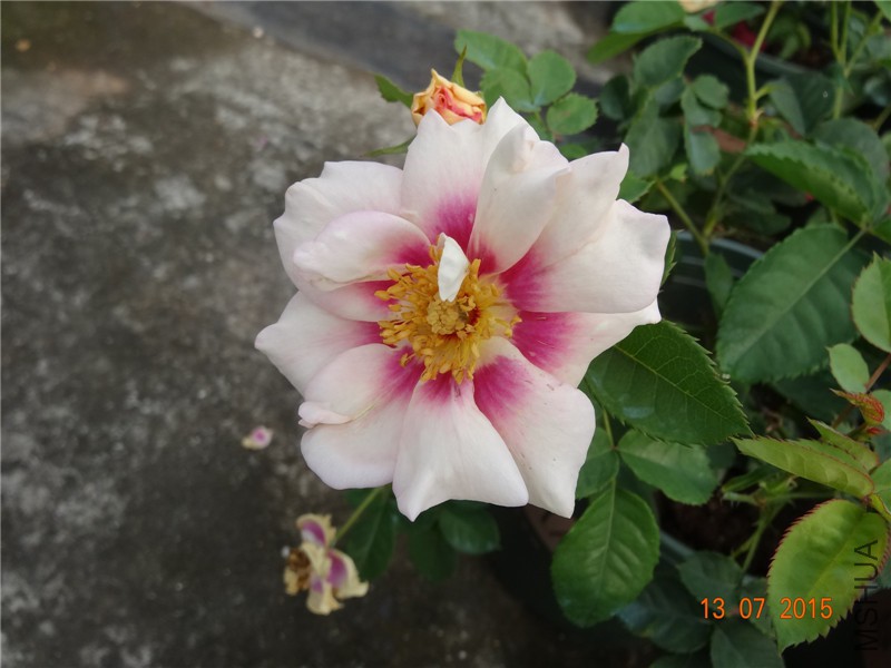 DSC01446.jpg