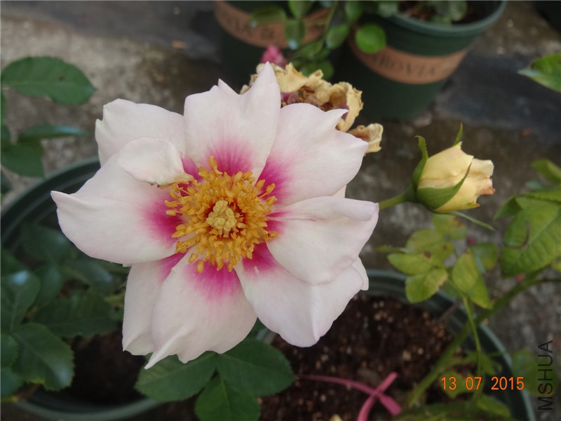 DSC01447.jpg