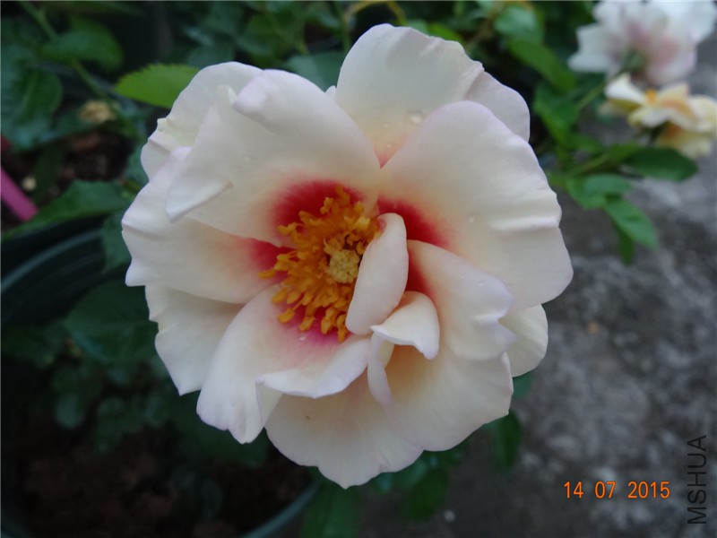 DSC01507.jpg