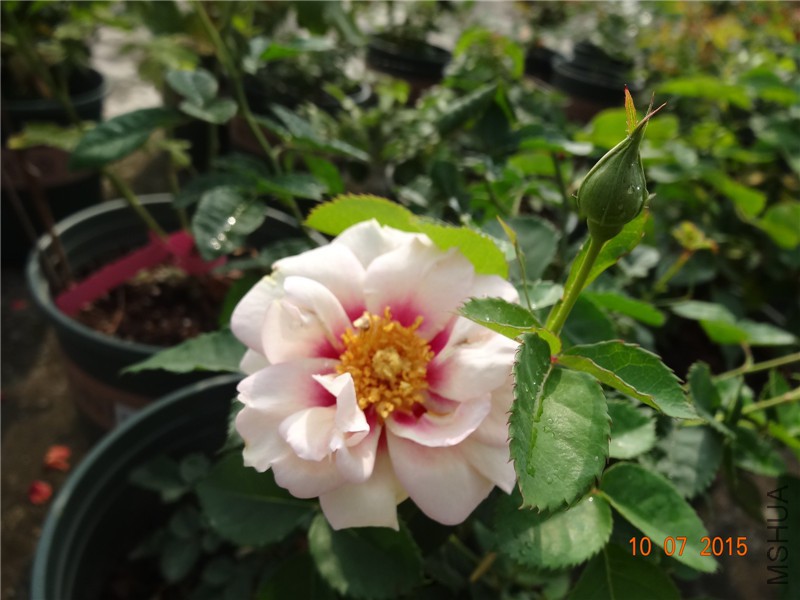 DSC01165.jpg