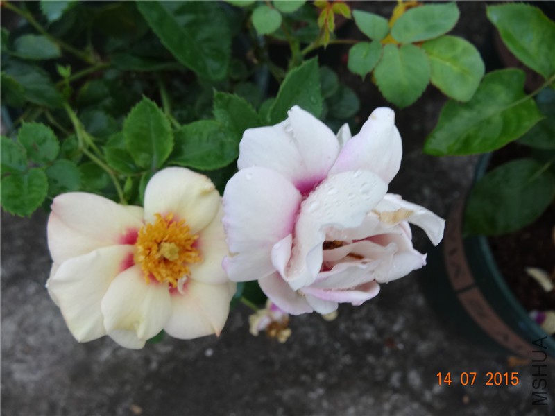 DSC01506.jpg