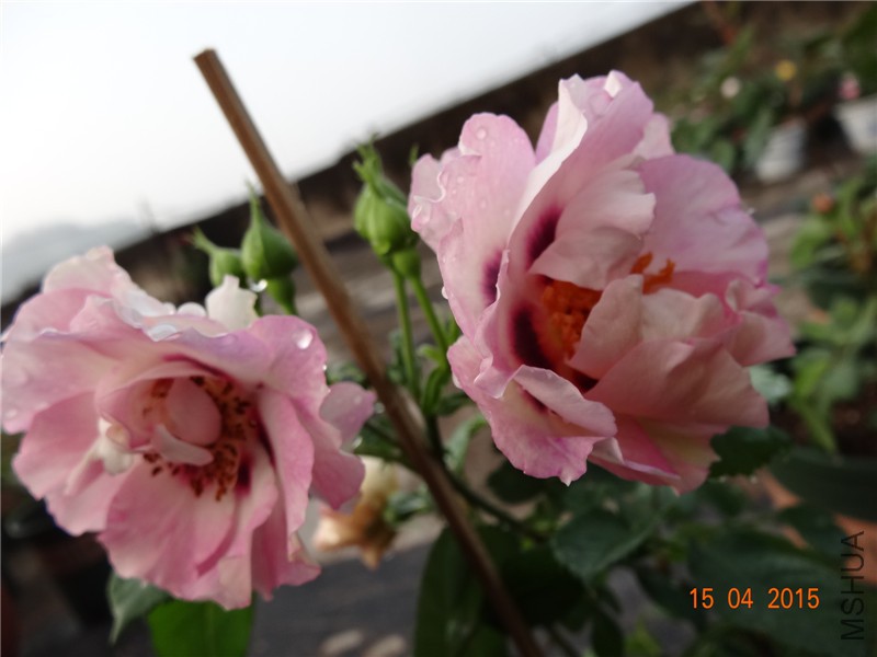 DSC07609_����.jpg