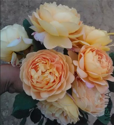 �ٱ��󻨾���