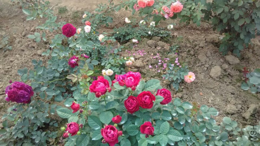�Ƽ�Ʒ�� ������