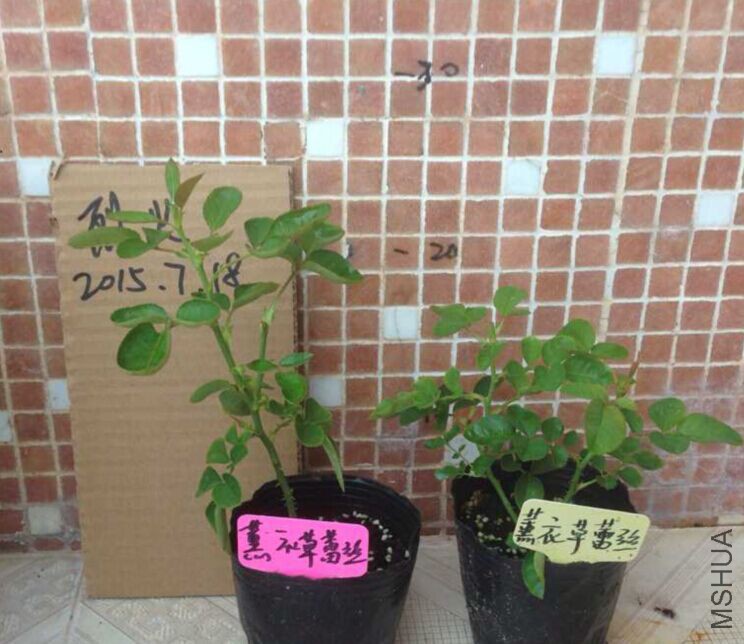޹�²���˿.jpg