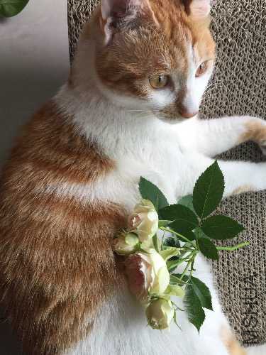 image.jpg