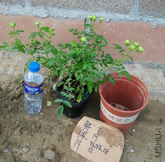 IMG_20150718_183126.jpg