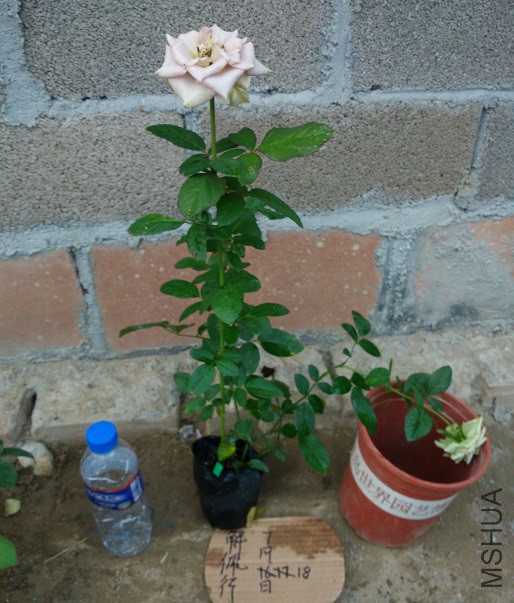 IMG_20150718_183425.jpg