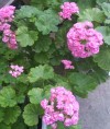 IMG_20150718_181927_conew1.jpg