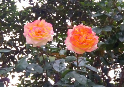 QQ��ͼ20150719123809.jpg