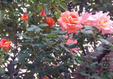 QQ��ͼ20150719123957.jpg