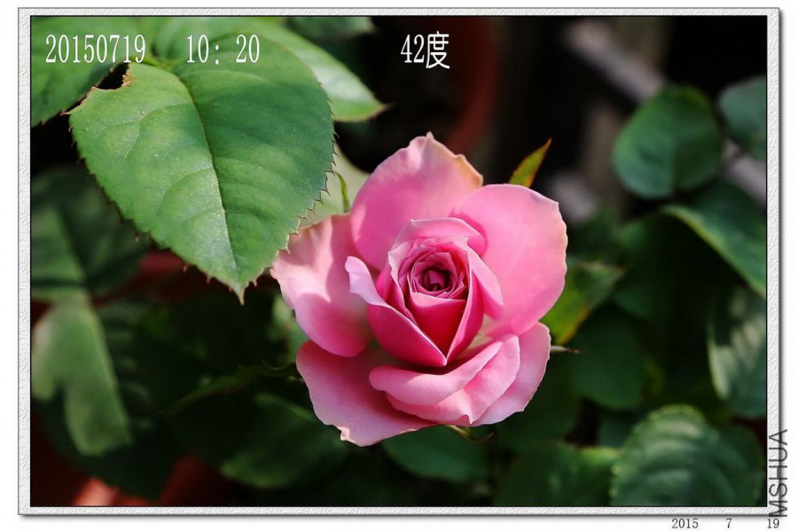 2015071901.jpg
