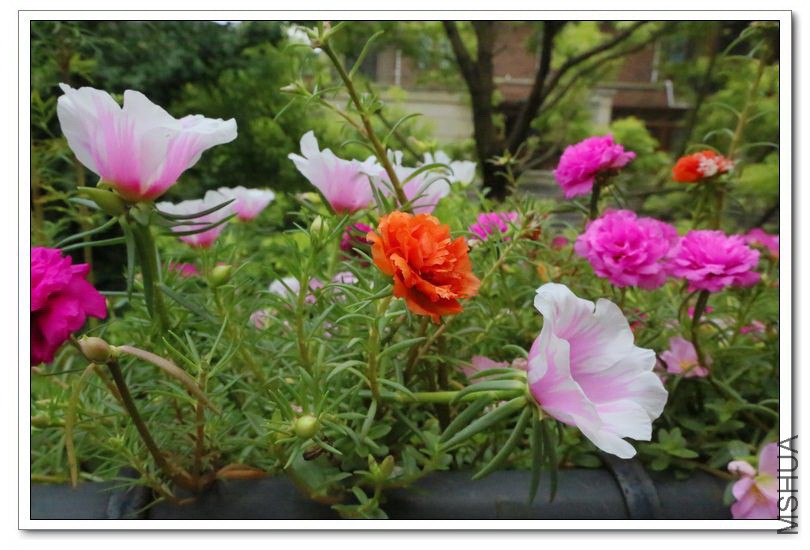 2013070606.jpg