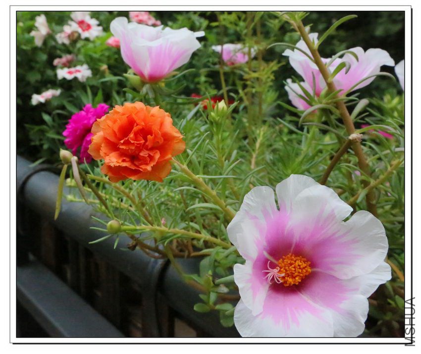 2013070607.jpg