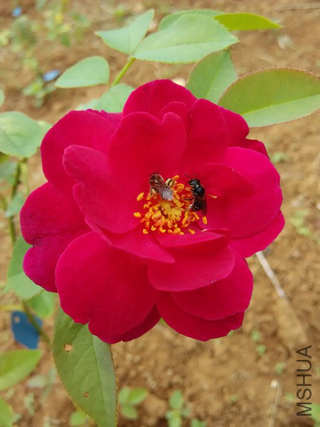 �ʹ�1