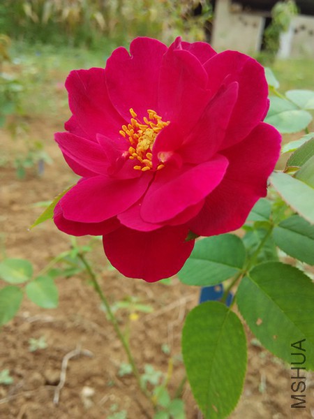 �ʹ�4