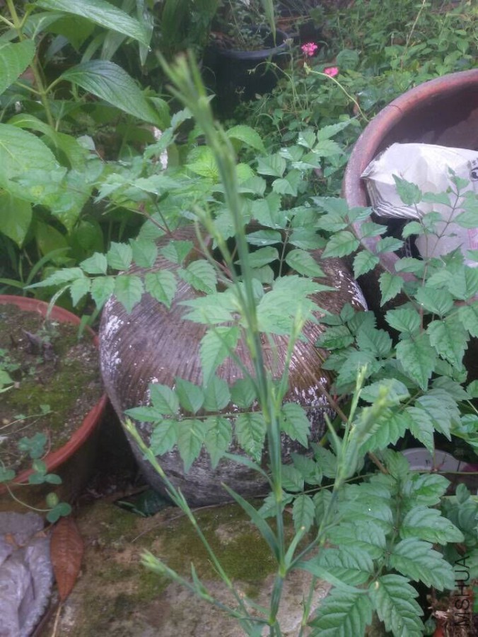 QQͼƬ20150720081417.jpg