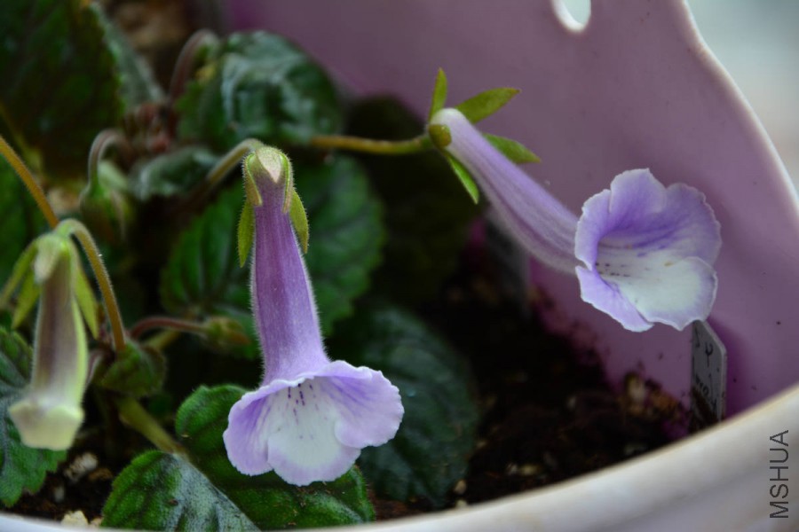 DSC_2803.jpg
