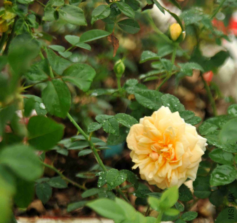 DSC_3593_����.jpg