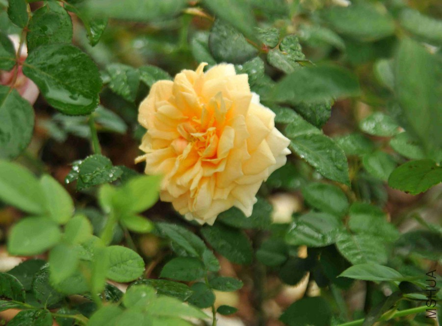 DSC_3591_����.jpg