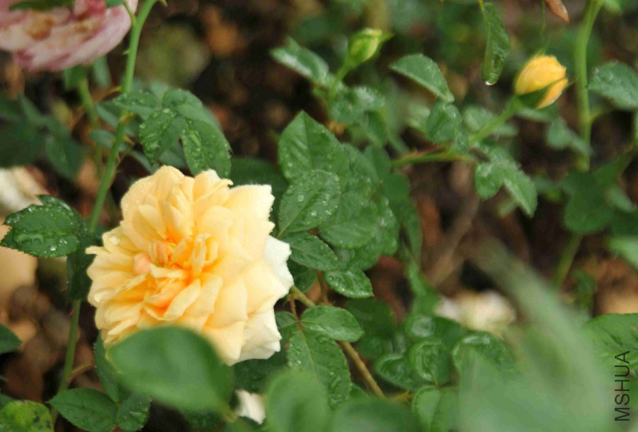DSC_3592_����.jpg