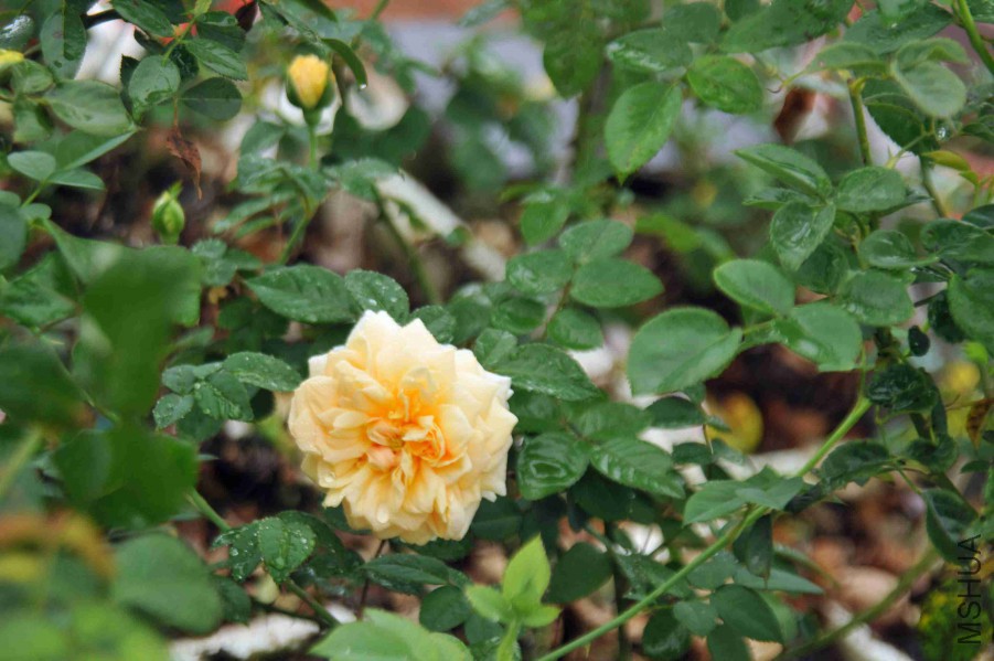DSC_3594_����.jpg