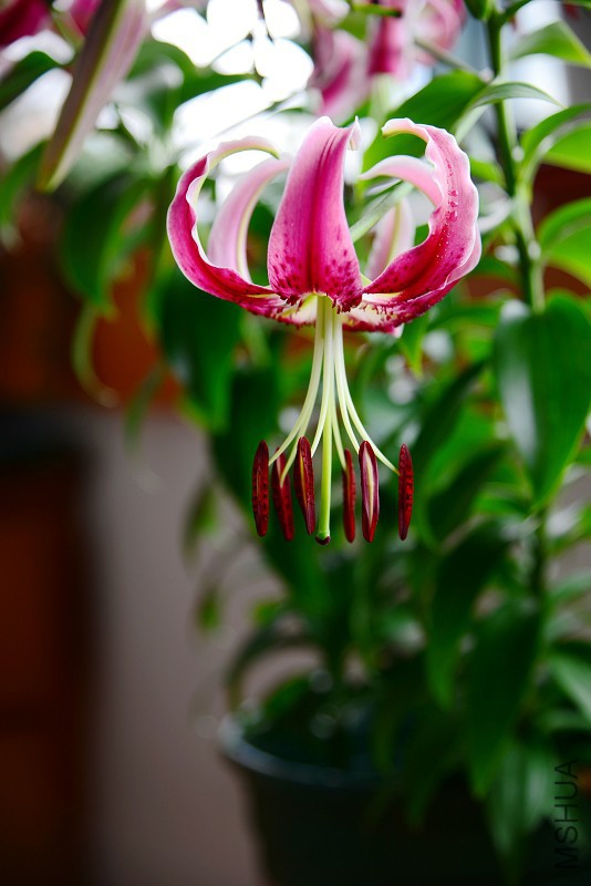 DSC_5475.jpg