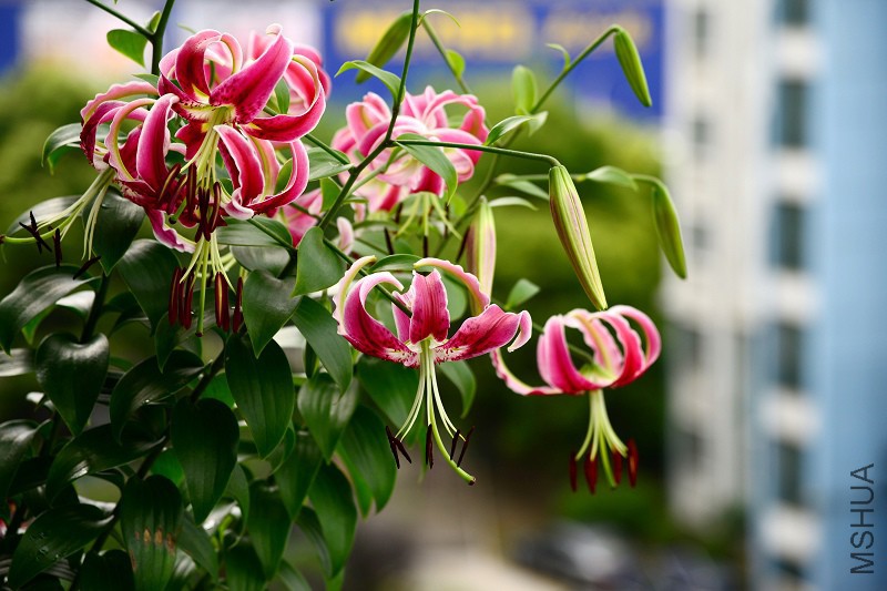 DSC_5492.jpg