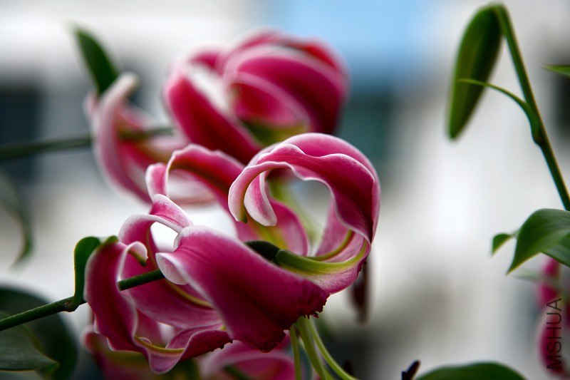 DSC_5500.jpg
