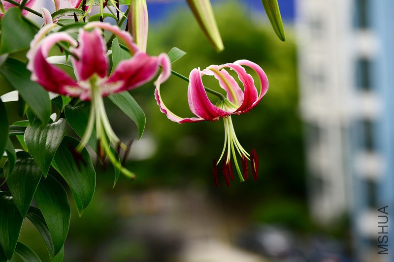 DSC_5494.jpg