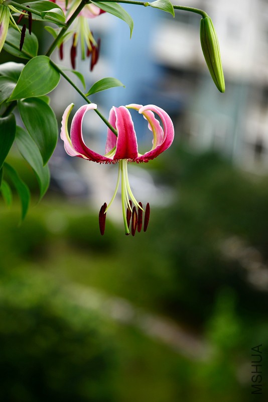 DSC_5498.jpg