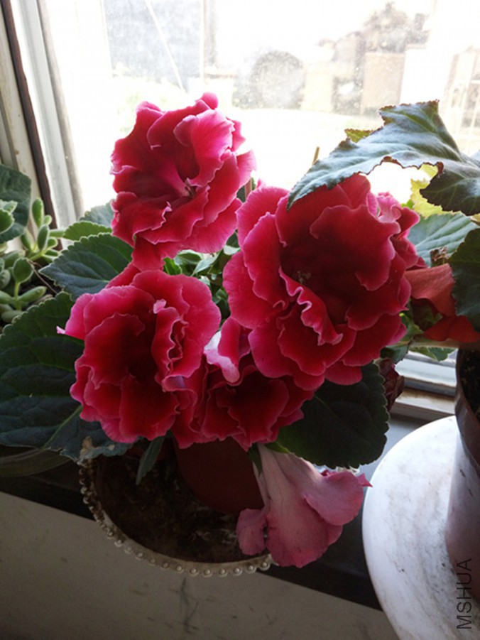 My PicturesIMG_20150611_093239_����.jpg