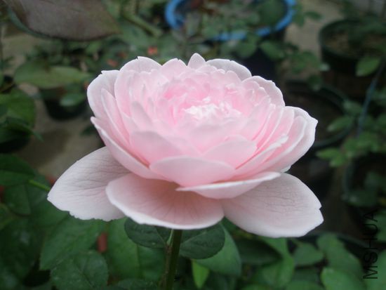 P7150010 (2)_����.jpg