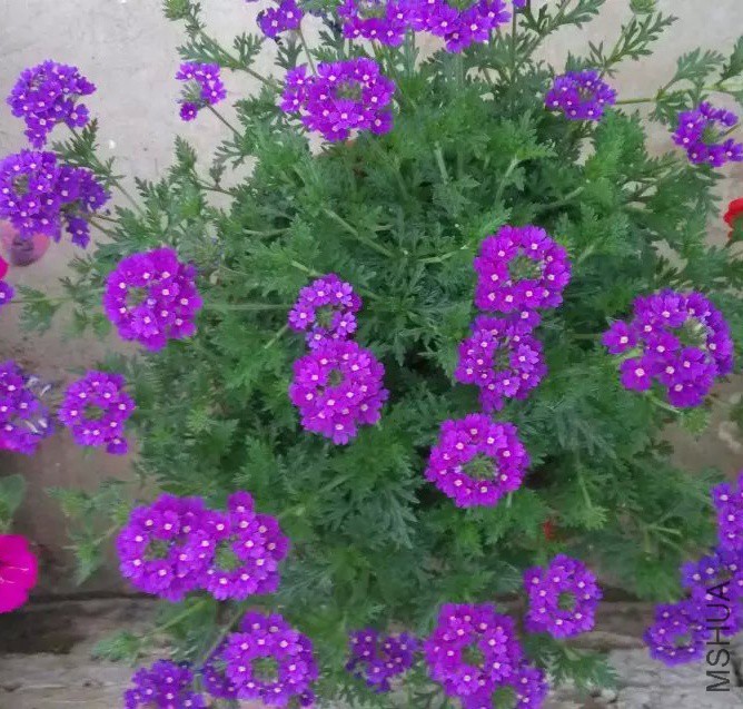 psb (7)_conew1.jpg
