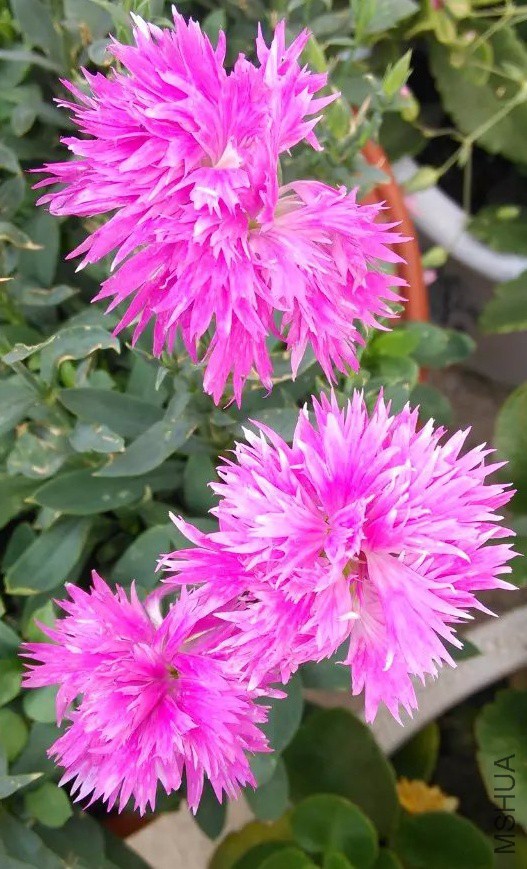 psb (8)_conew1.jpg