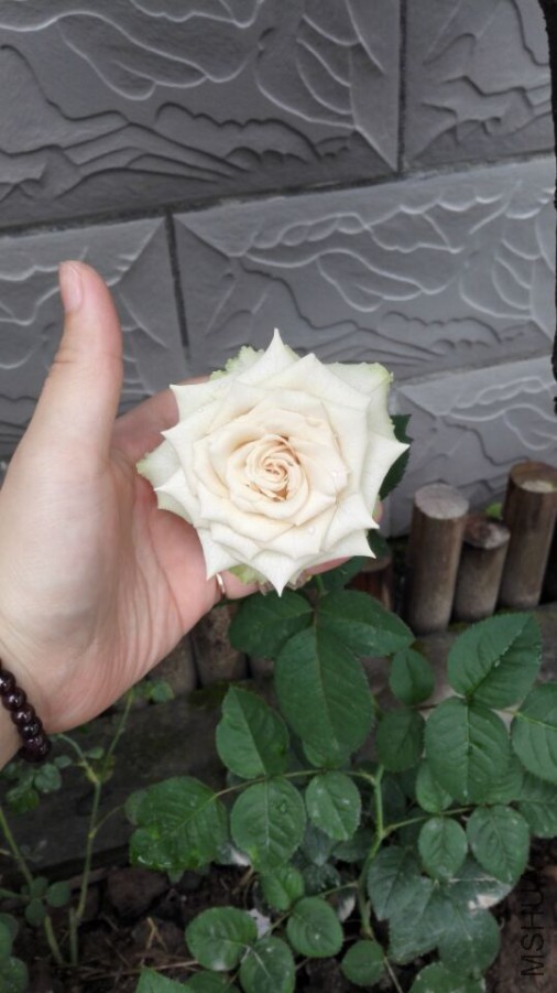QQͼƬ20150721171946.jpg