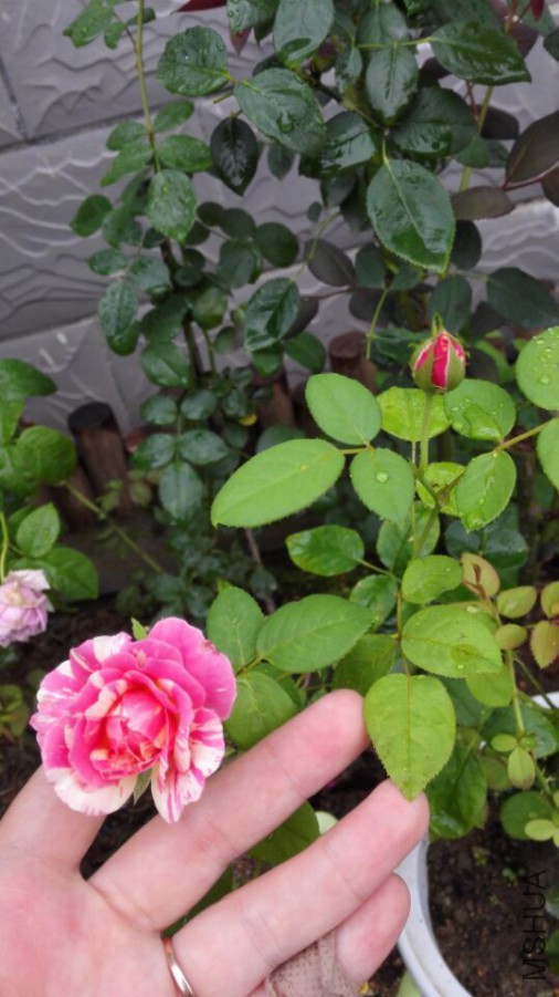 QQͼƬ20150721172001.jpg