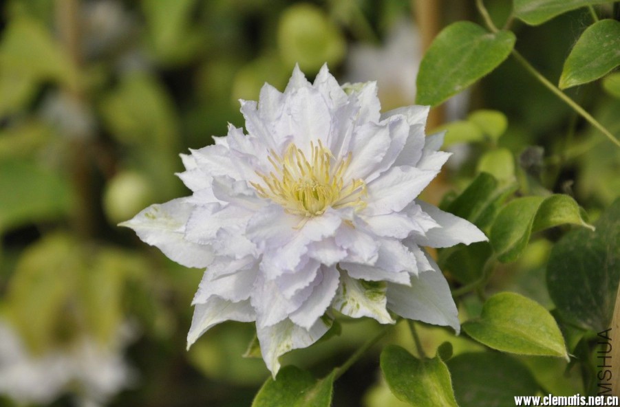 845OI%8QS~I8B@2N_4]33PG.jpg