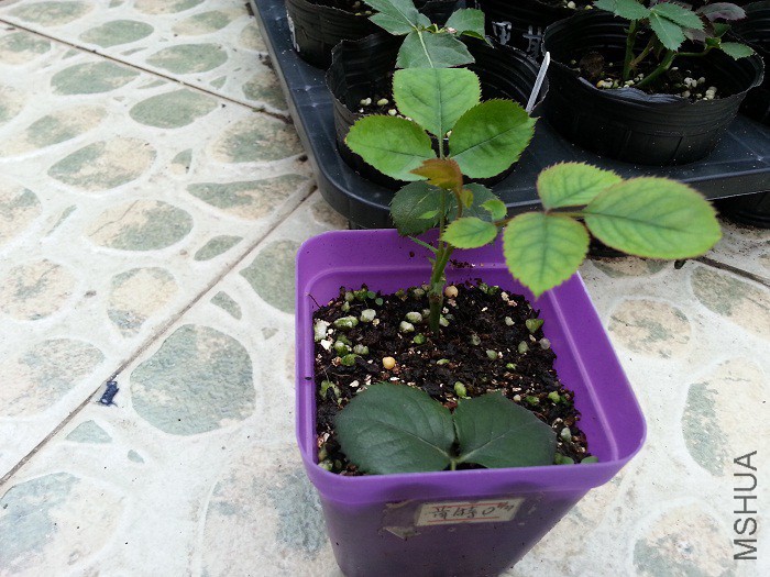 �Ѿ�������ѿ