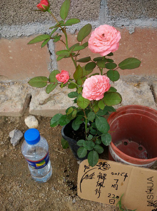 IMG_20150722_175918.jpg