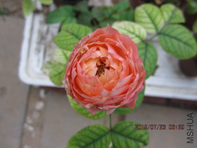IMG_9653.JPG