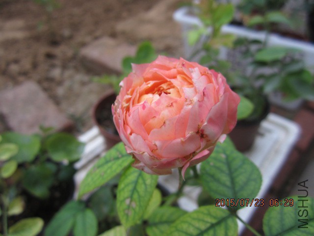IMG_9655.JPG