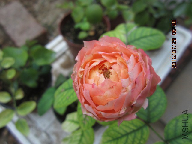 IMG_9657.JPG