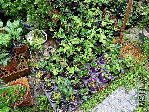 �Ѿ���ֲ��С��