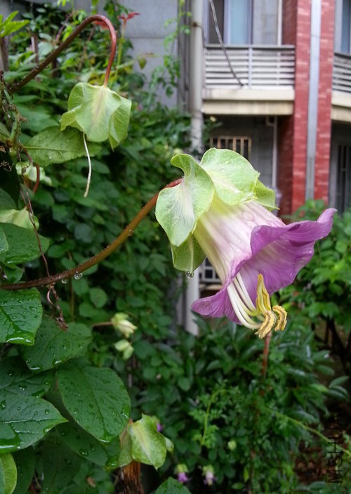 ��ƻ�20150618.jpg
