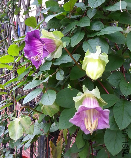 ��ƻ�20150621A.jpg