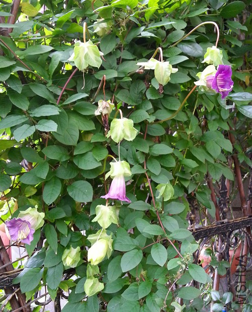 ��ƻ�20150621B.jpg