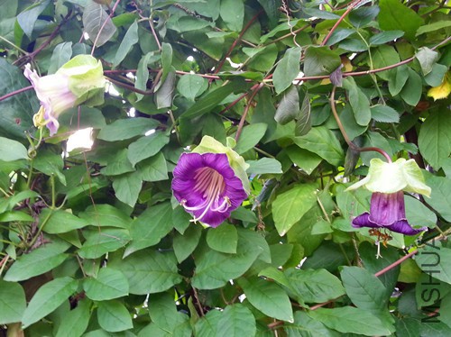 ��ƻ�20150625B.jpg