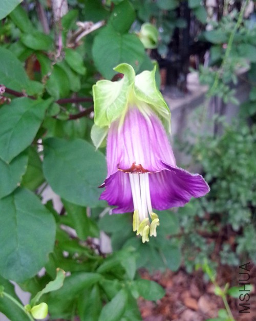 ��ƻ�20150720.jpg