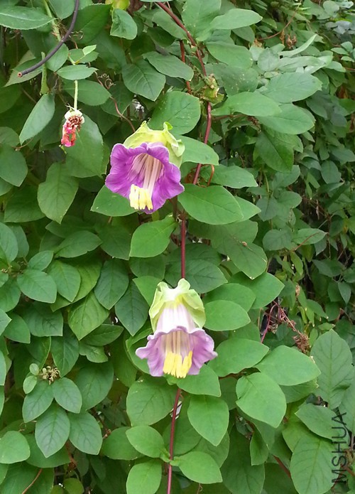 ��ƻ�20150722.jpg